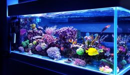 saltwater-coral-reef-aquarium-fish-tank-picture-id1002745066(1)